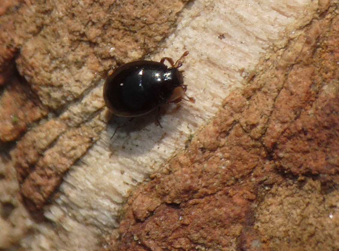 Piccoli coleotteri neri: Abraeus cfr parvulus (Histeridae)